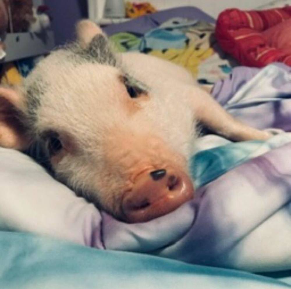 Meet your Posher, Kali